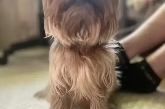 Пропала собака, переулок Энгельса 4, Бор - photo