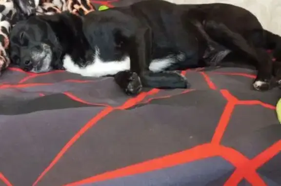 Пропала собака, ул. Болдов Ручей, Зеленоград - photo