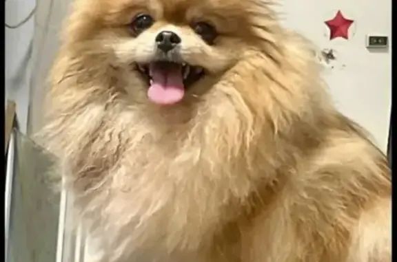 Пропала собака, Нальчикская ул., Калининград - photo