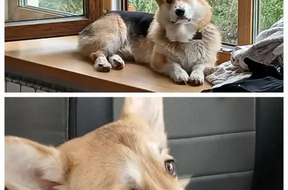 Пропала собака на 10-я линия, 64Б, Саратов - photo