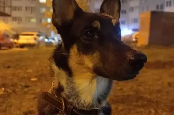 Пропала собака, ул. Врубеля, Самара - photo