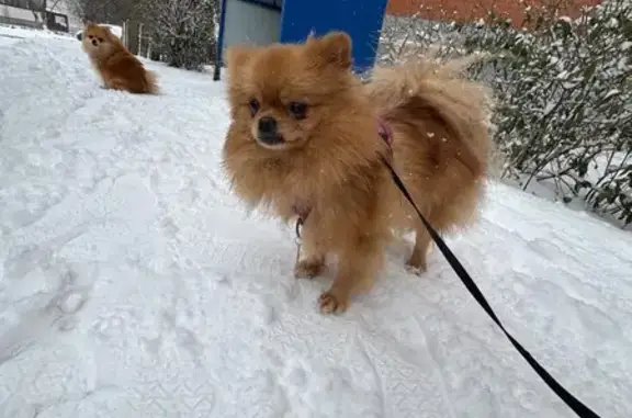 Пропала собака, ул. Чехова 363, Таганрог - photo