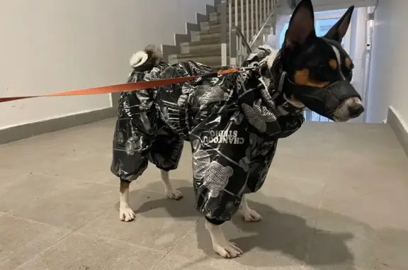 Пропал пес Бруно, д. Поповка, ул. Лазурная - photo