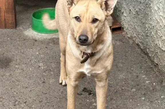 Пропала собака, улица Победы, Ростов-на-Дону - photo