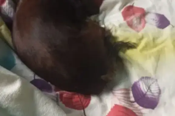 Пропала собака, Первомайская 15, Долгопрудный - photo