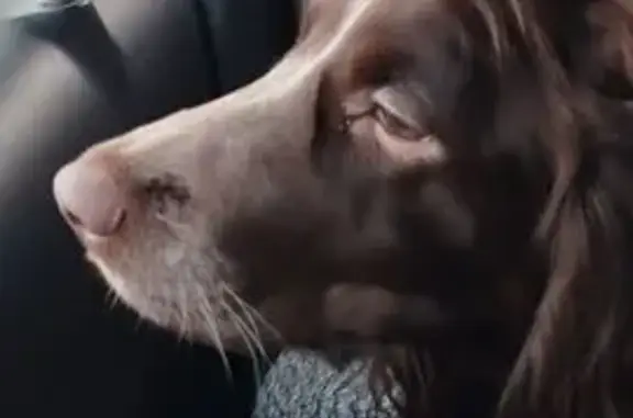 Пропала собака, Большакова 153А, Екатеринбург - photo