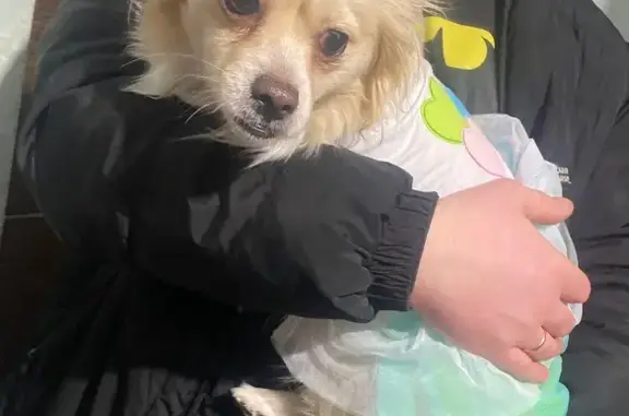 Найдена собака, Калининград, фото: Собака найдена, ул. Олега Кошевого, Калининград