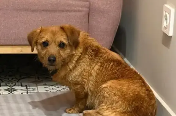 Найдена собака, Краснодар, фото: Найдена собака, Краснодар, ул. Российская 72/1