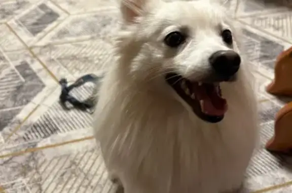 Найдена собака, Самара, фото: Шпиц найден: Луначарского 38, Самара