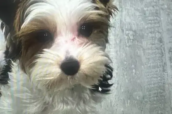 Пропала собака, 5-я просека 139, Самара - photo