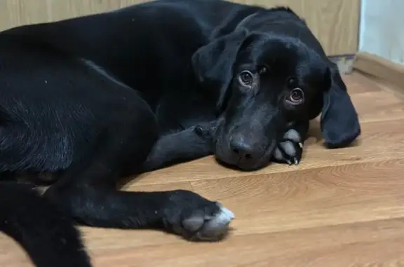 Пропала собака, Педагогическая 12 - photo