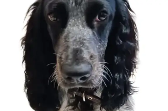 Пропала собака, Аверьянова 5, Ульяновск - photo