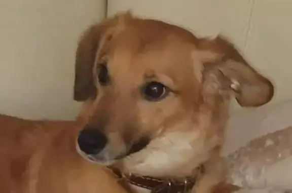 Пропала собака, Предботаническая 165, РнД - photo