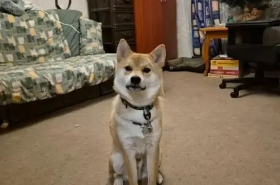 Пропала собака на Ленинском, 115А, Воронеж - photo