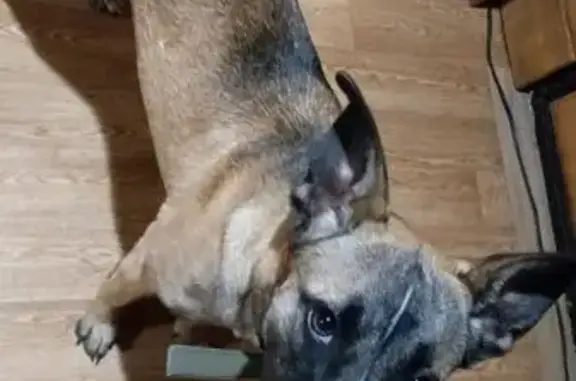 Пропала собака в Три Протока, Астрахань - photo