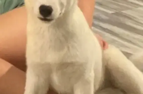 Пропала собака, Быстрецкая 10, Рязань - photo