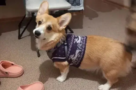 Пропала корги Джена, Всесвятская 108, Киров - photo