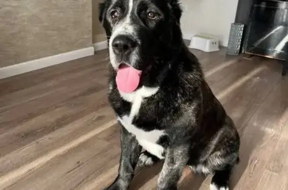 Собаки потеряшки, Томск, фото: Потеряшка собака, ул. Кучина 44, Томск