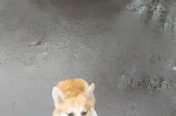 Пропала собака, ул. Ак. Пилюгина, Москва - photo