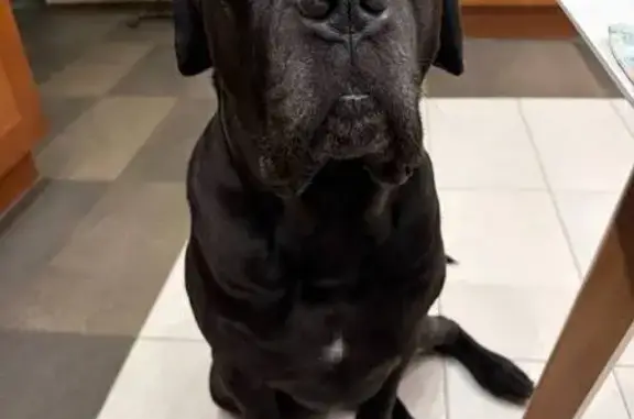 Пропала собака в Сайнаволоке, Карелия - photo