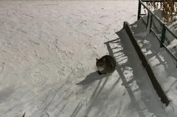 Объявления о пропавших и найденных животных, Ярославль, фото: Кошка найдена у подъезда, Фрунзе 75, Ярославль