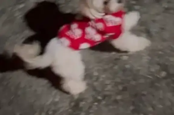 Пропала собака, ул. Доватора, Краснодар - photo