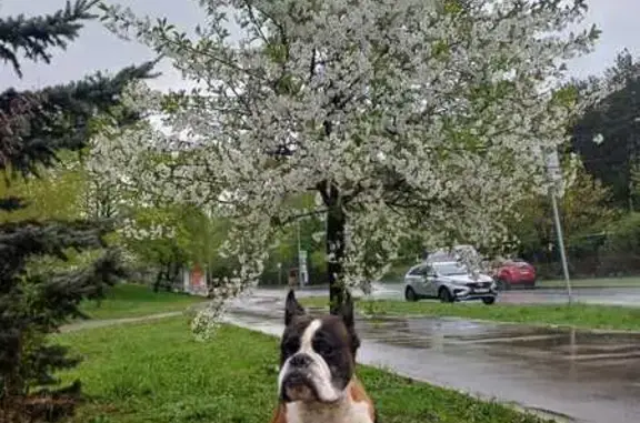 Пропала собака, база Русский Дворик, Ширяйка - photo