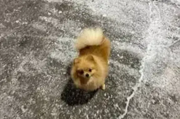 Пропала собака, ул. Вагапова 5, Казань - photo