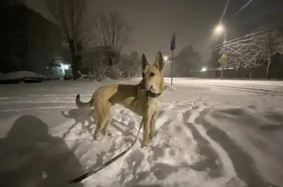 Пропала собака, Псков, Гражданская 11А - photo