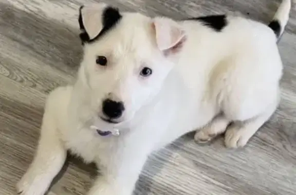 Пропала собака, Быстрецкая 10, Рязань - photo