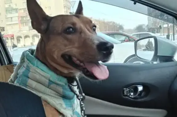 Пропала собака, Тенистая ул. 127, Благ. - photo