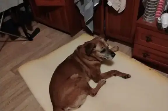 Найдена собака, Санкт-Петербург, фото: Найдена собака на Бумажной ул., СПб