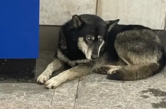 Найдена собака, Санкт-Петербург, фото: Найдена собака, Московский проспект, СПб