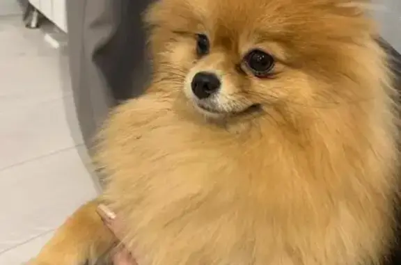 Найдена собака, Краснодар, фото: Собака найдена у гаражей ЖК, ул. Автолюбителей 1/Д, Краснодар