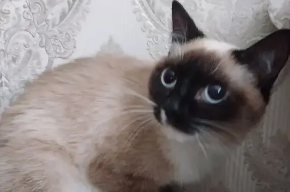 Найдена кошка, Красноярск, фото: Найдена сиамская кошка, Королёва 10/1