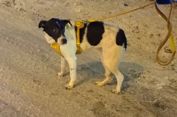 Найдена собака, Боброво, фото: Собака найдена: Симферопольское ш., Боброво