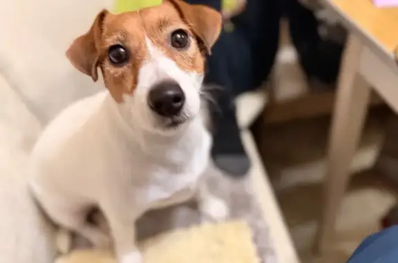 Пропала собака: 28, Ангарск - photo