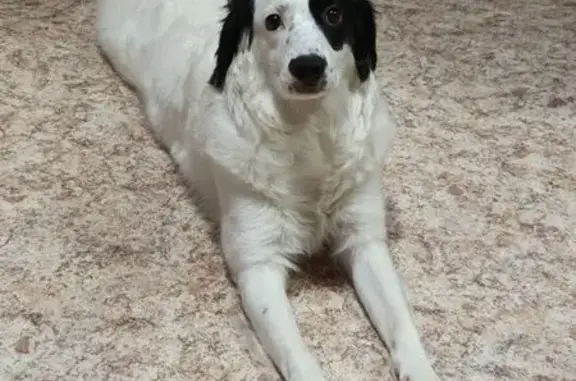 Собаки потеряшки, Томск, фото: Потеряшка собака, ул. Мечникова, 1, Томск