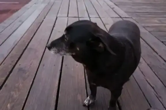 Пропала собака на Ленинградской 7, Салават - photo