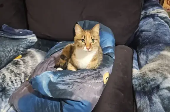 Пропала кошка Мися, Зелёная ул., Элита - photo