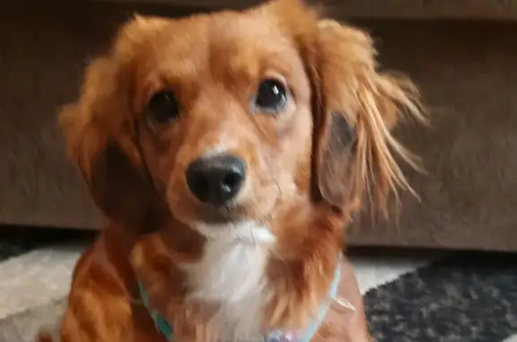 Собаки потеряшки, Томск, фото: Потеряшка собака, Иркутский тракт 150, Томск