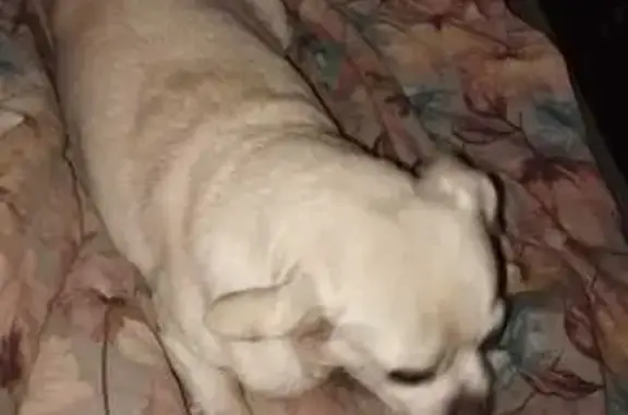 Пропала собака, ул. Кутузова, 50, Тула - photo