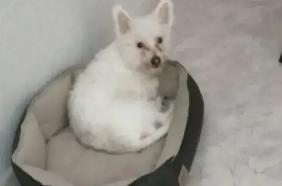 Собаки потеряшки, Казань, фото: Потеряшка собака, ул. Авзаловой, 3, Казань