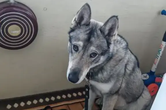 Найдена собака, Братск, фото: Собака найдена, ул. Ленина 20, Братск