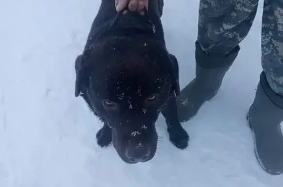 Найдена собака, Судогда, фото: Собака найдена: ул. Чапаева, Судогда