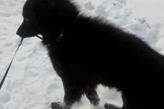 Найдена собака, Красноярск, фото: Собака найдена: ул. Шевченко 13/1, Крск