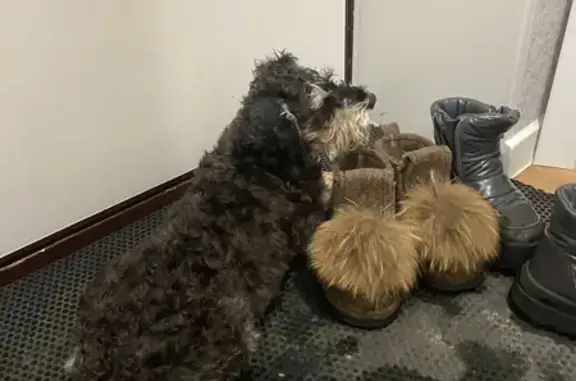 Найдена собака, Иглино, фото: Найдена собака в Иглино, Башкортостан