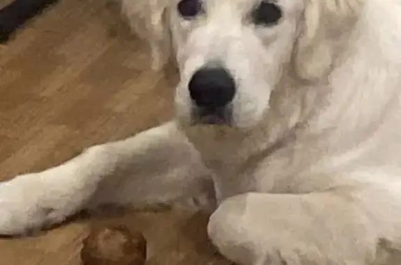 Пропала собака, ул. Яна Берзина, Липецк - photo