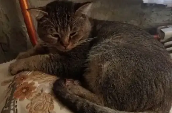 Пропала кошка, Новое Атлашево, Чувашия - photo