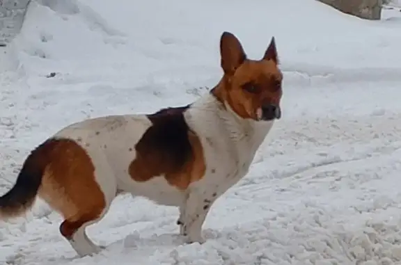 Пропала собака, проезд Достоевского, 10 - photo